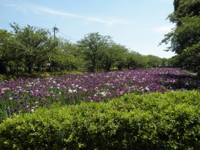 菖蒲28-17
