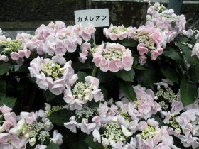 紫陽花28-06
